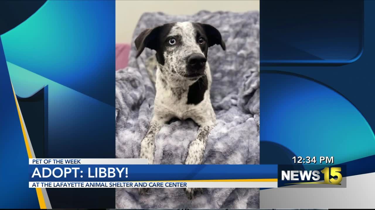 Adopt Libby